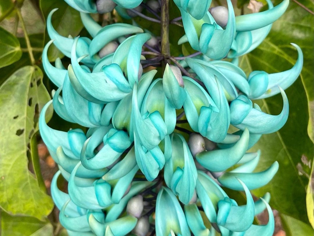 Discover the Captivating Blue Jade Vine: A Rare Gem for Your Home  Soiled