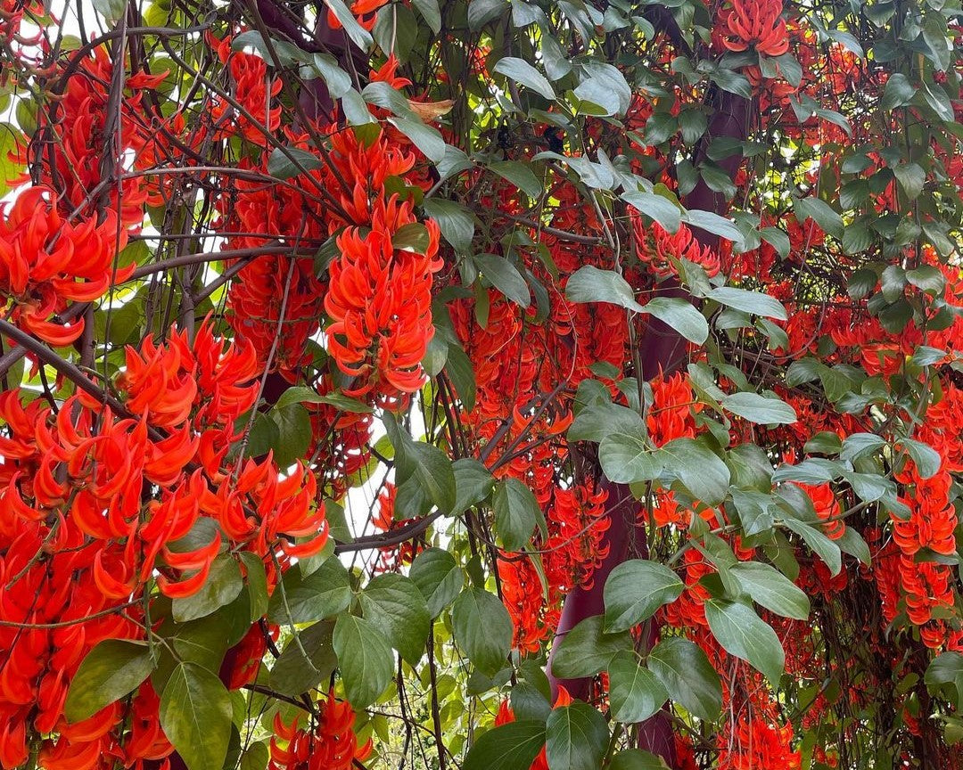 Discover the Captivating Red Jade Vine: A Tropical Treasure for Your H   Soiled