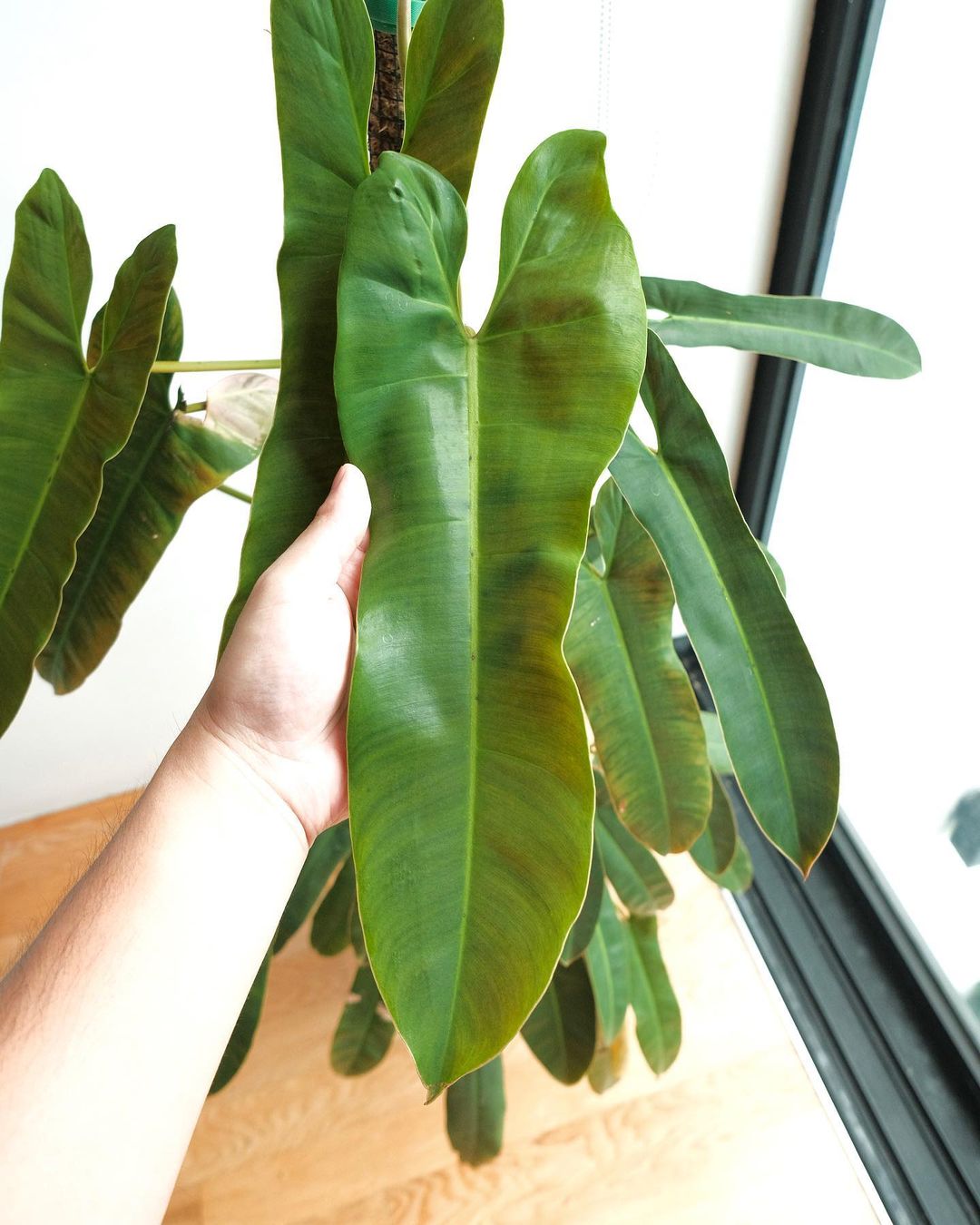 Philodendron Atabapoense - Philodendron - Soiled