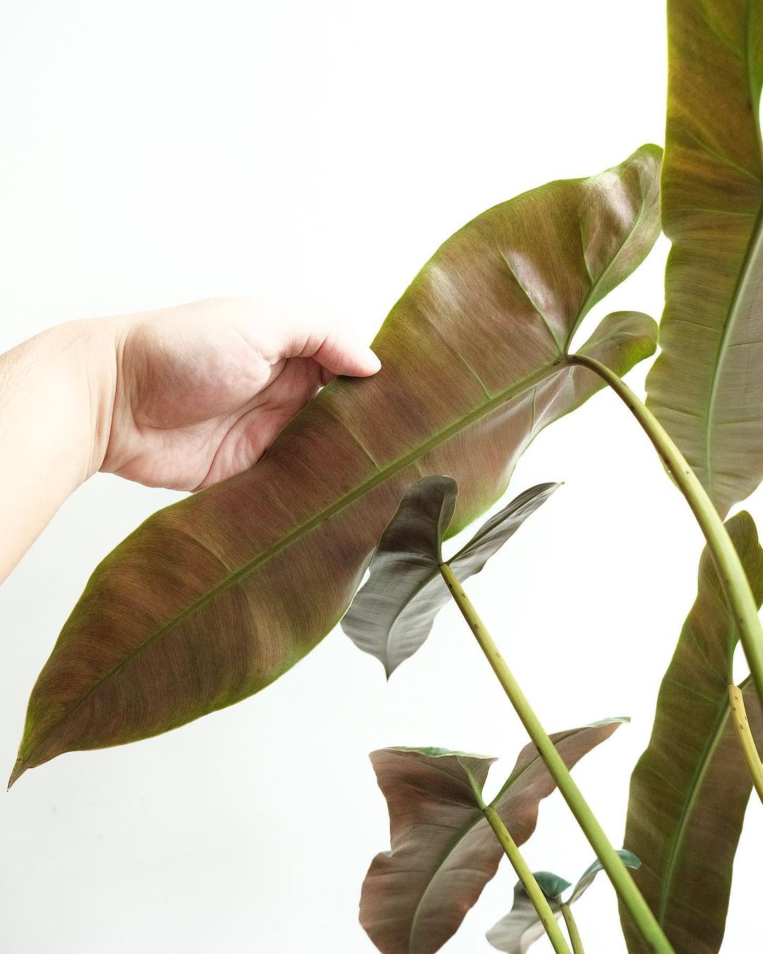 Philodendron Atabapoense - Philodendron - Soiled