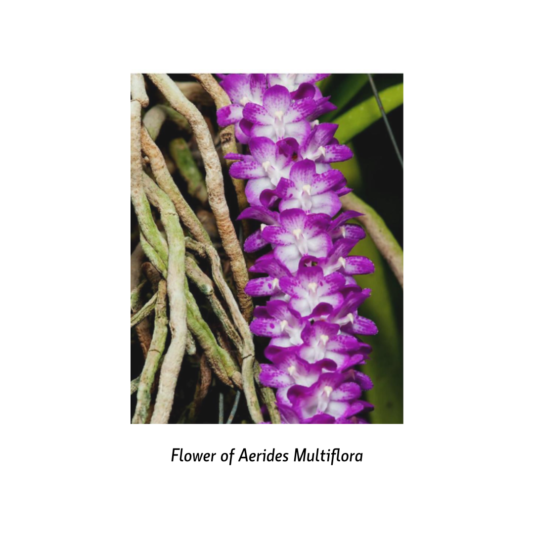 Aerides Multiflora - - Soiled