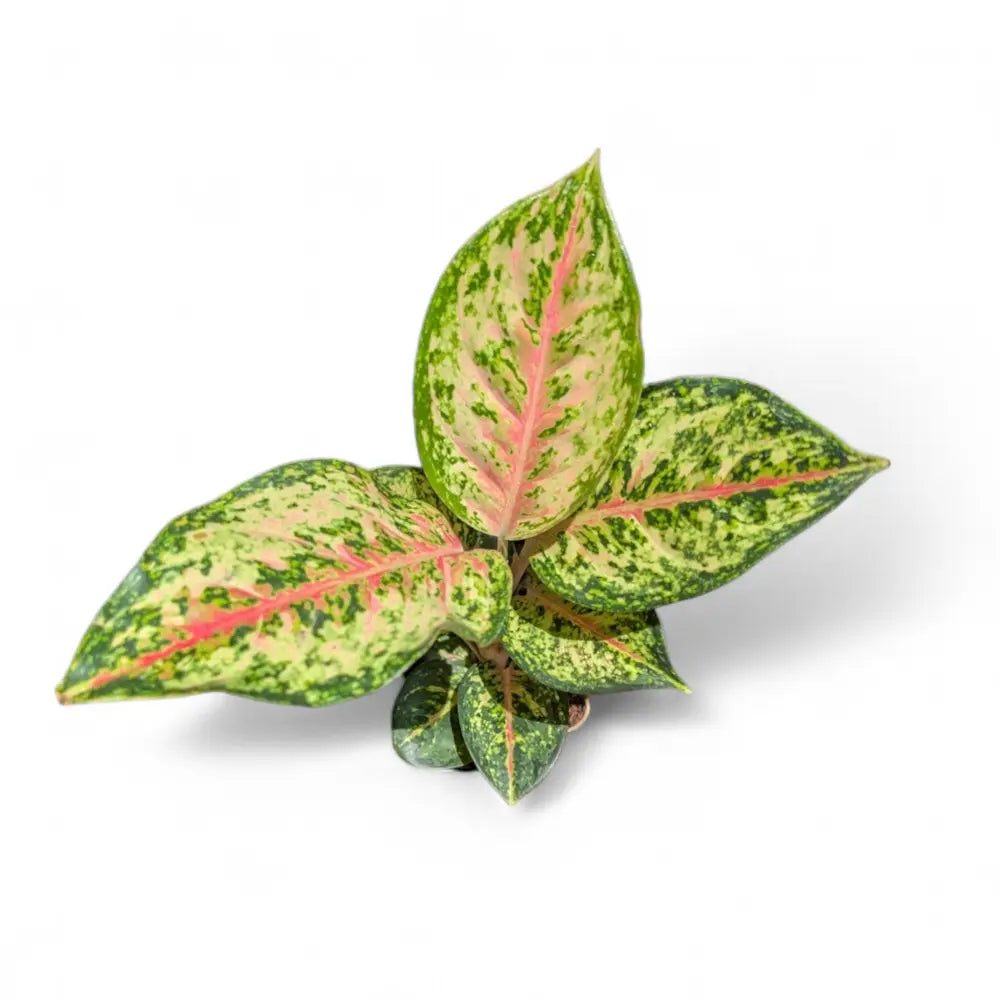 aglaonema 10 karat Aglaonema '10 Carat' – Soiled