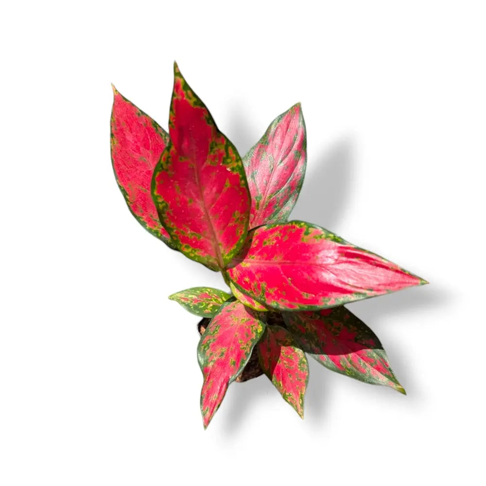 aglaonema red elephant leaf Aglaonema 'Red Elephant'