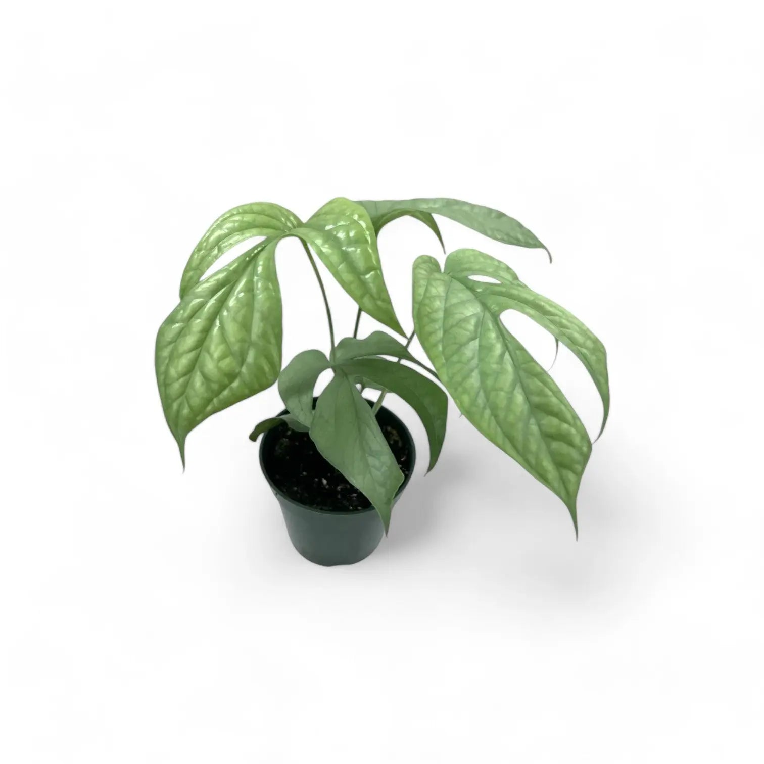 philodendron amydrium Amydrium Medium