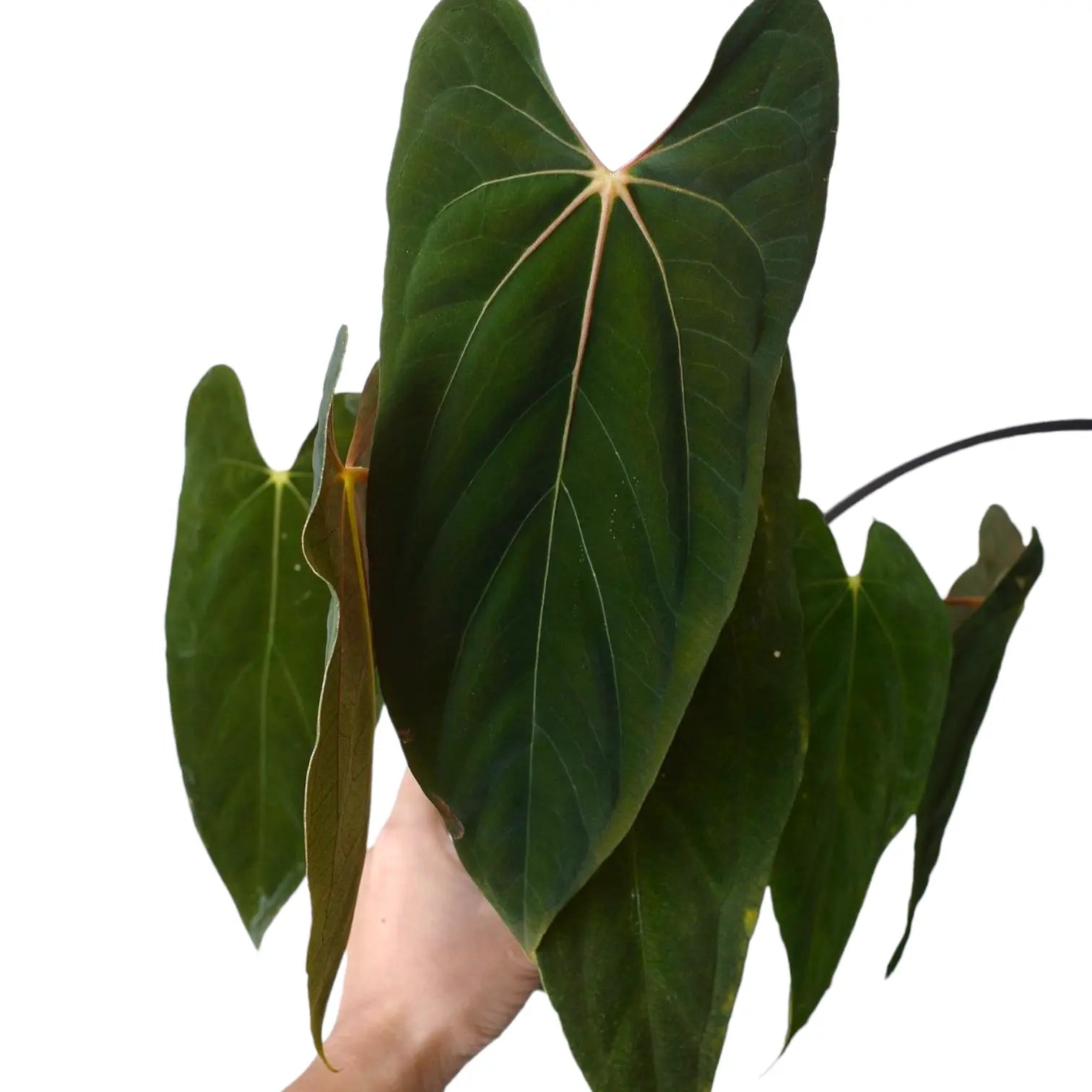 anthurium india Anthurium Papillilaminum (Fort Sherman)
