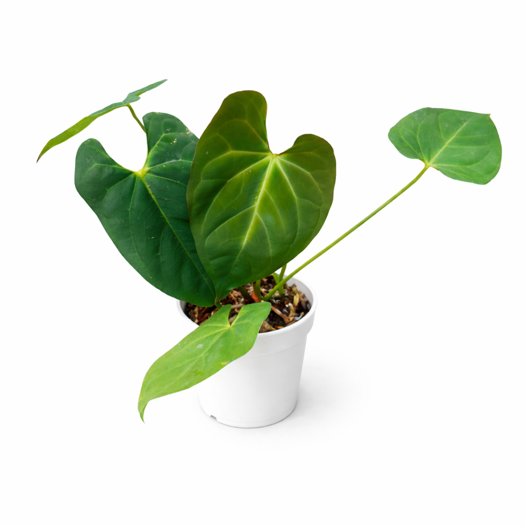 anthurium dressleri Anthurium Dressleri × Hoffmannii – Rare Hybrid Velvet Anthurium