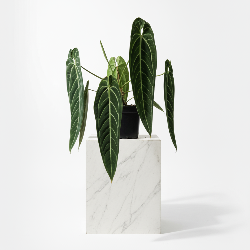 Anthurium Queen Warocqueanum 'Dark Narrow' – Soiled
