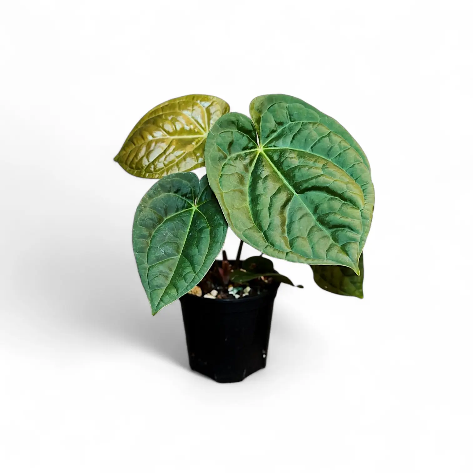 raven soul anthurium Anthurium 'Raven Soul' Hybrid