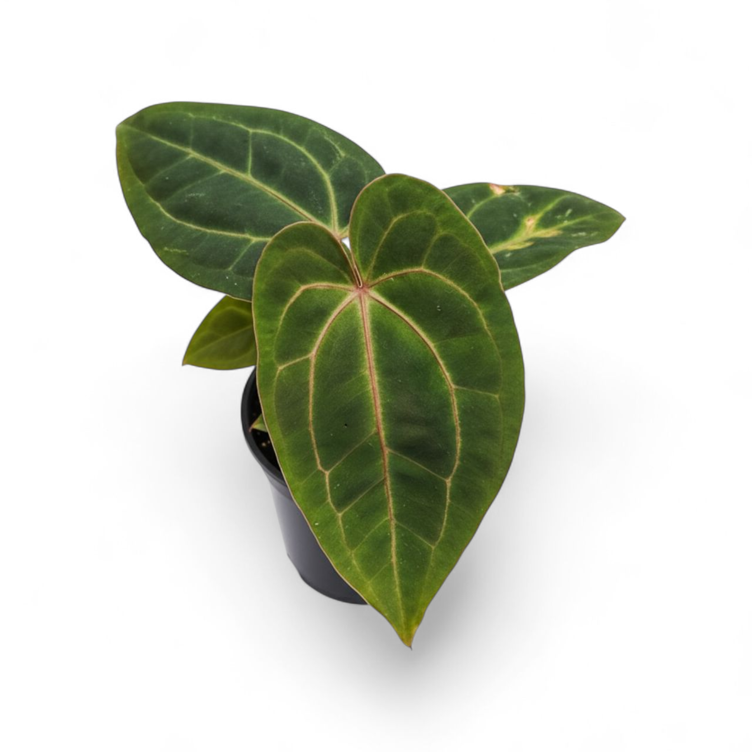 アンスリウム papillilaminum (RG) X RVDP Anthurium Anthurium Red