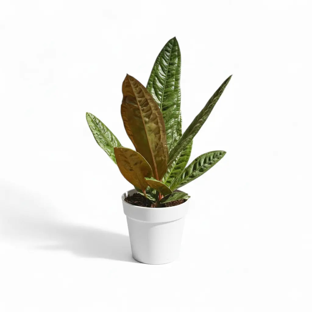 anthurium superbum price Anthurium Superbum