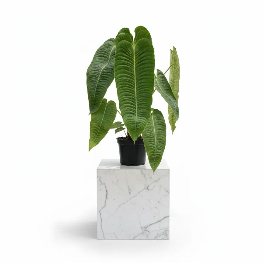 Anthurium Veitchii 'King' (King Anthurium) Live Plant | Soiled