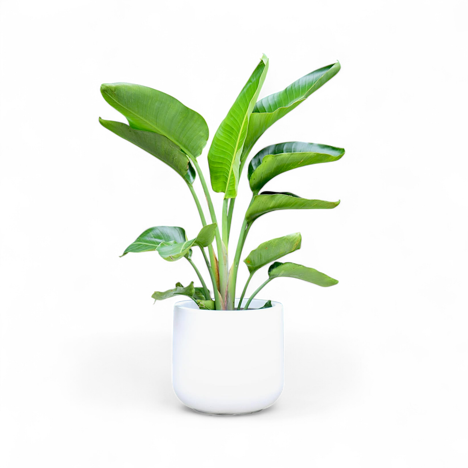 white bird pothos plant White Bird of Paradise (Strelitzia Nicolai)