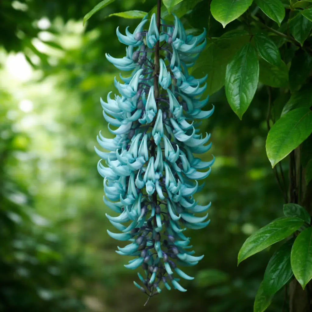 turquoise jade vine plant Blue Jade Vine (Strongylodon Macrobotrys)