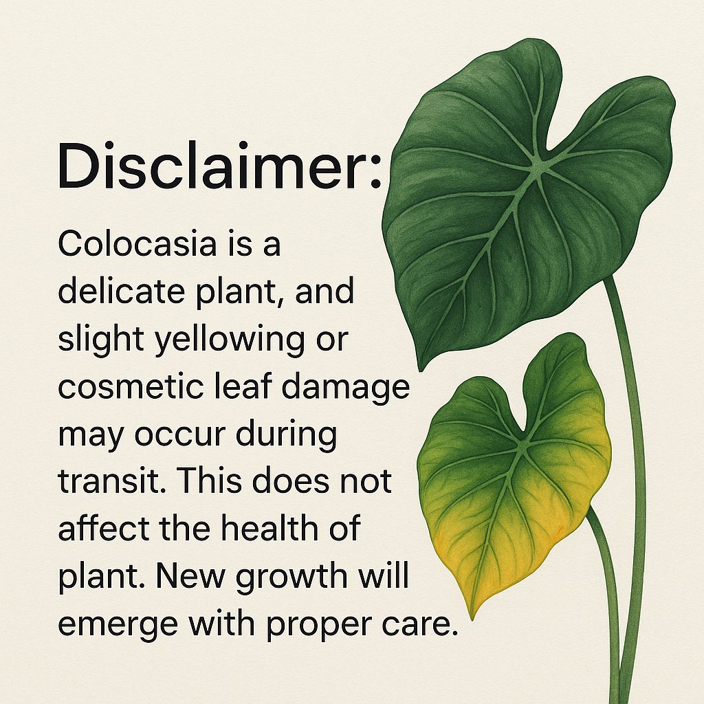 Colocasia Black Coral