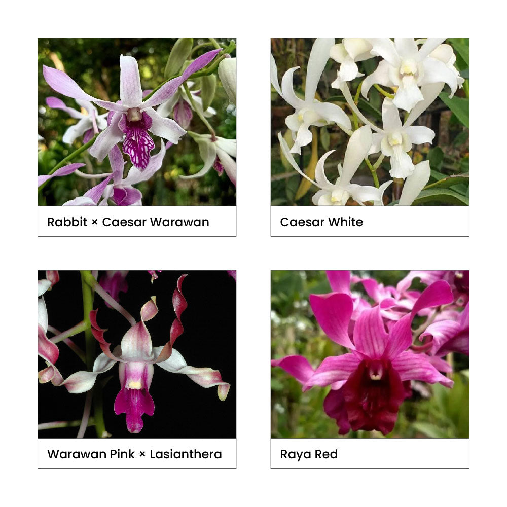 Four different orchid varieties with names below each image.