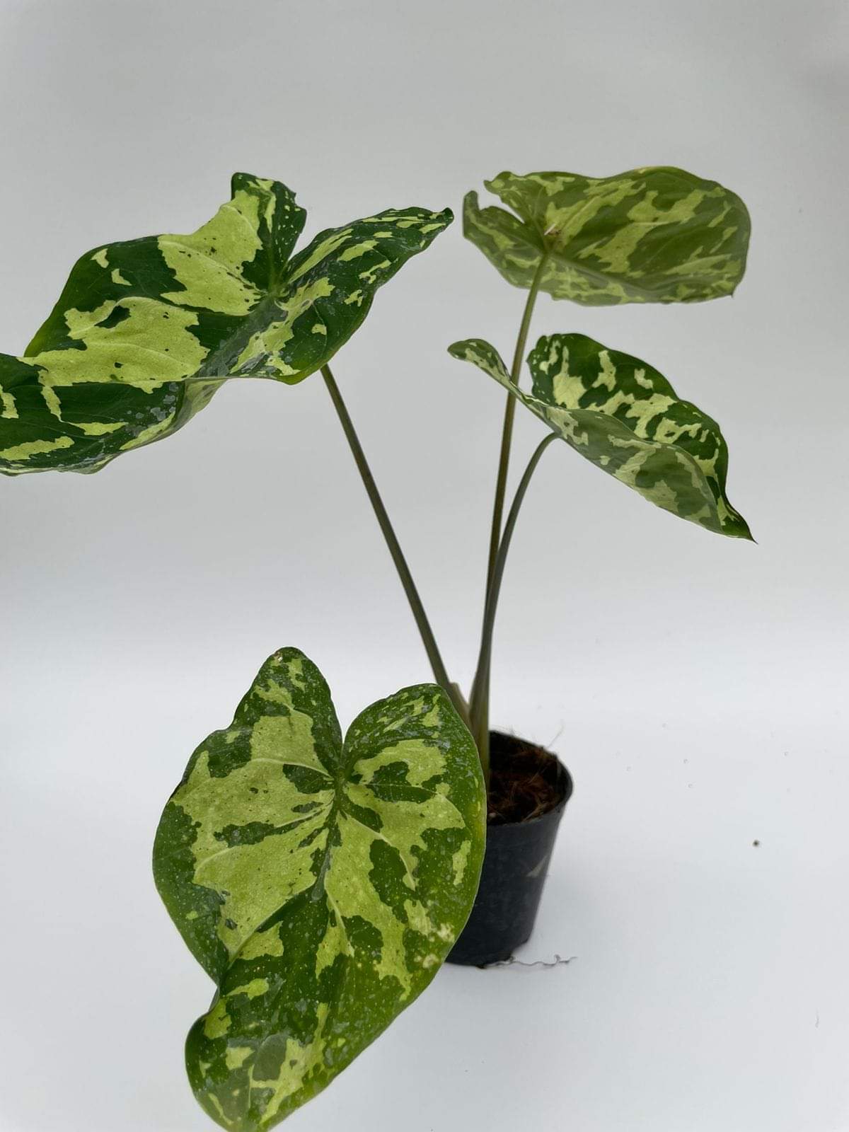 Alocasia 'Hilo Beauty'