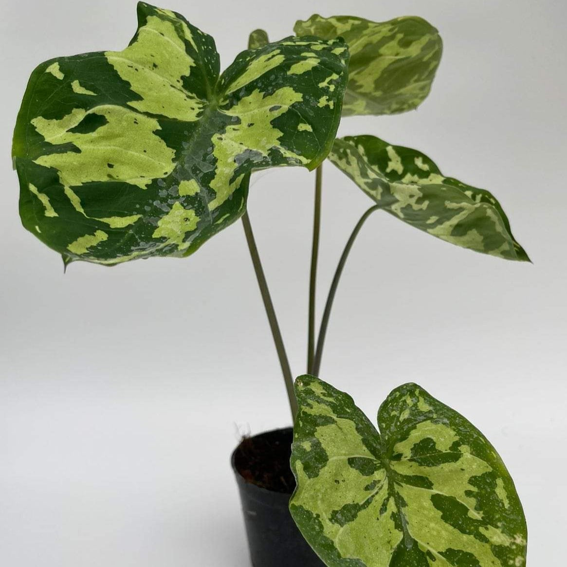 Alocasia 'Hilo Beauty'