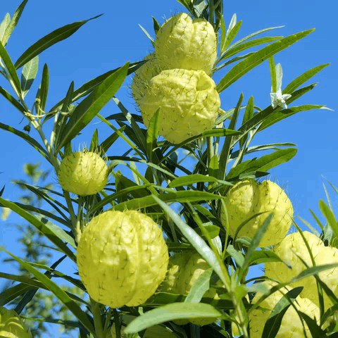 balloon plant seeds Gomphocarpus Physocarpus (Balloon Plant) Seeds – Soiled