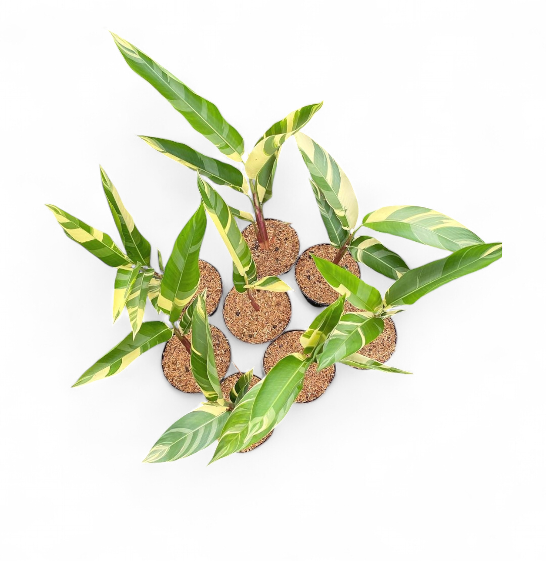 Heliconia Variegated 'Lady Di' - Heliconia - Soiled