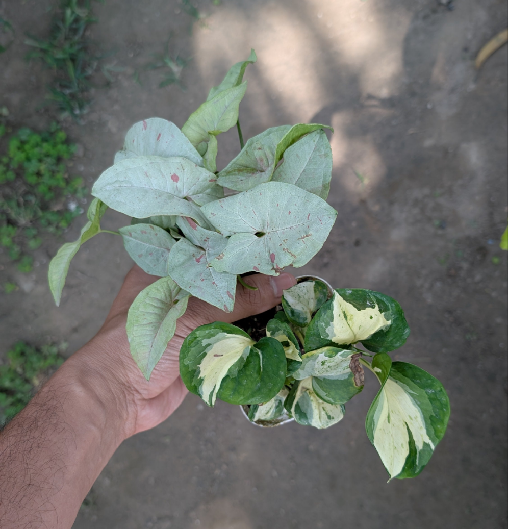 Combo - Syngonium Milk Confetti + Manjula Pothos