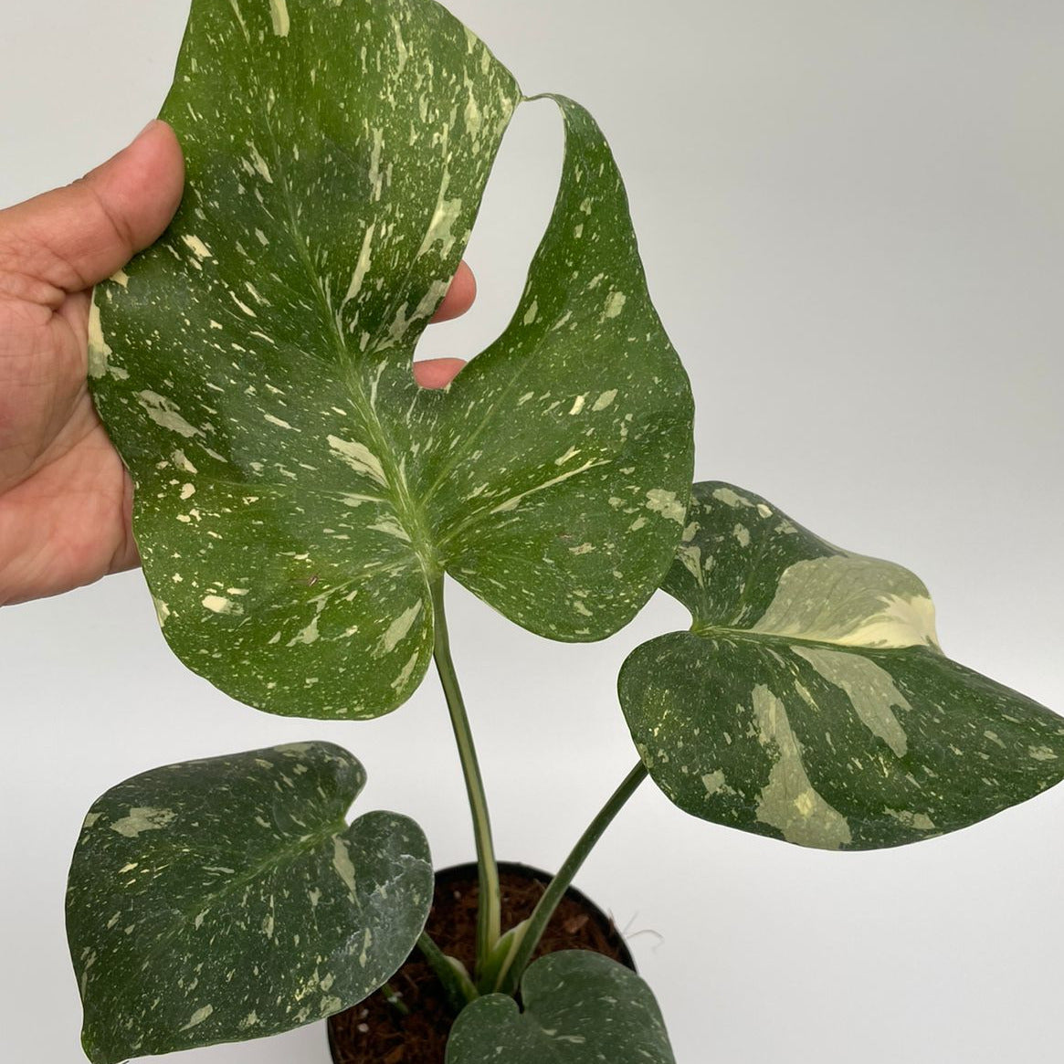 Monstera Thai Constellation