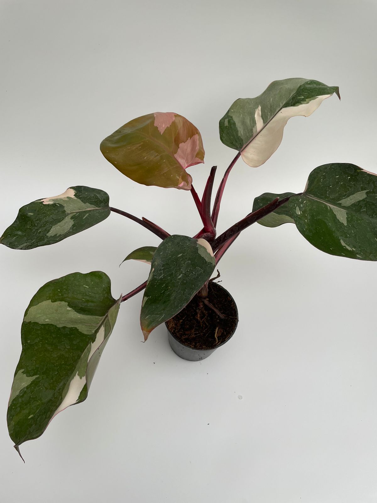 Philodendron ‘Pink Princess’