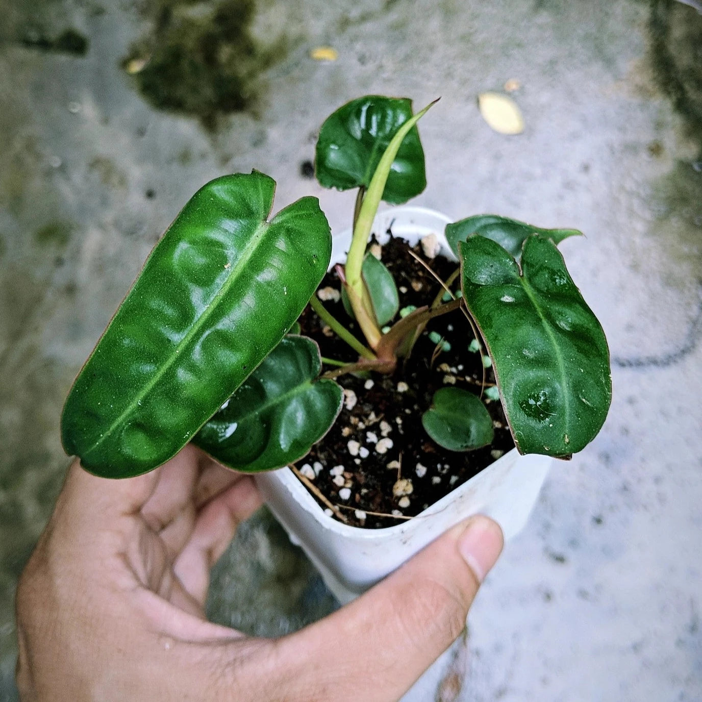 Philodendron Billietiae
