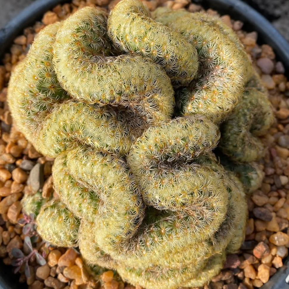 types of brain cactus Mammillaria Elongata Cristata (Brain Cactus)