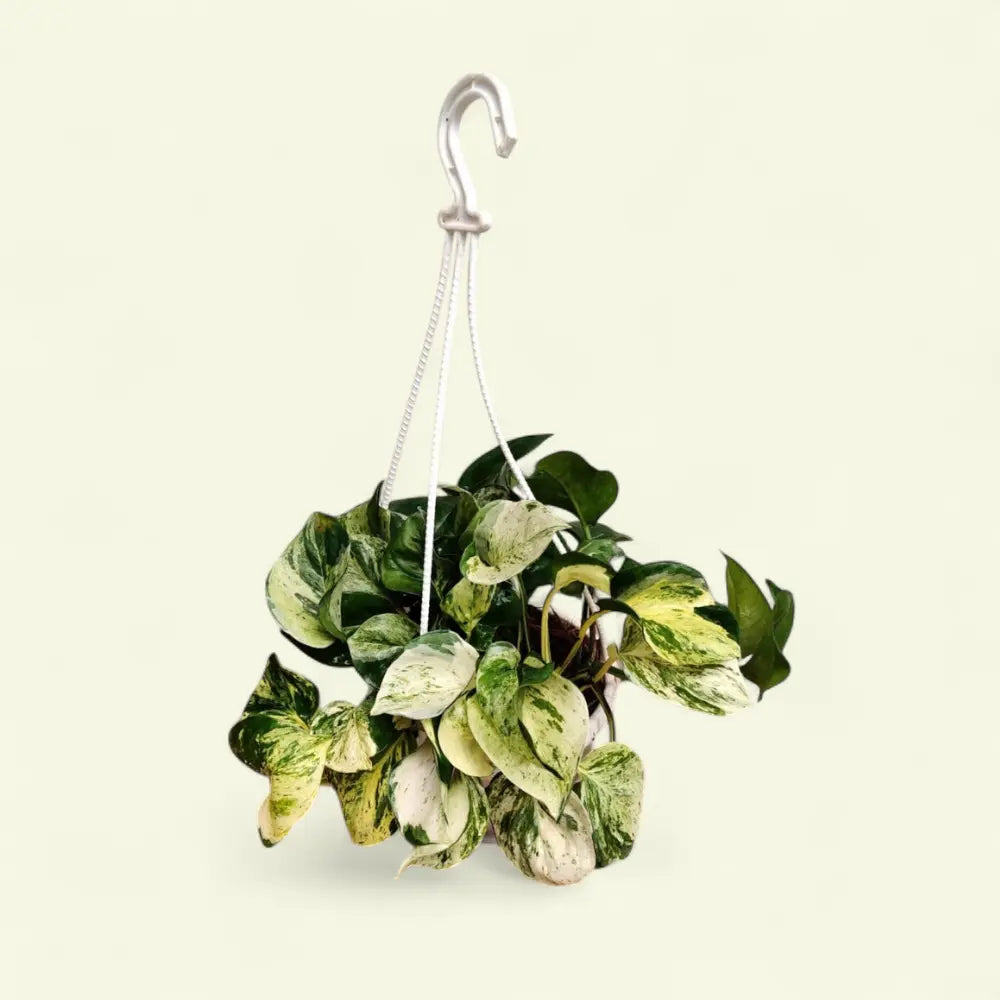 manjula money plant Money Plant 'Manjula' – Large Size Rare Variegated Pothos