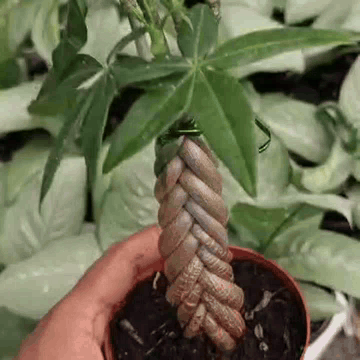Money Tree (Pachira Aquatica)