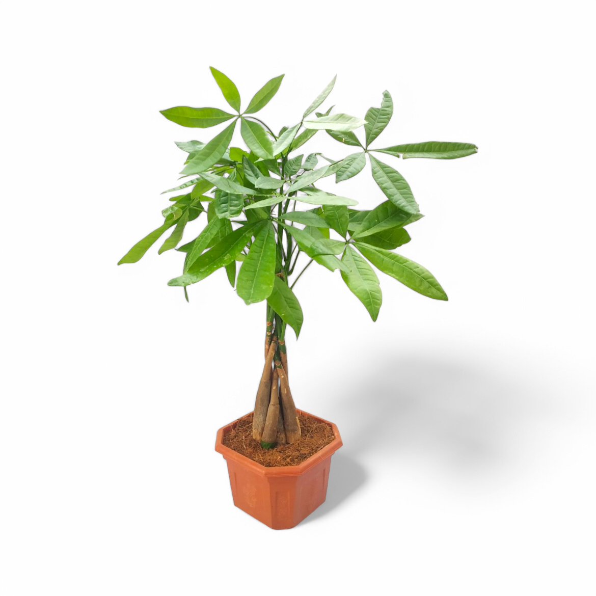 Money Tree (Pachira Aquatica)