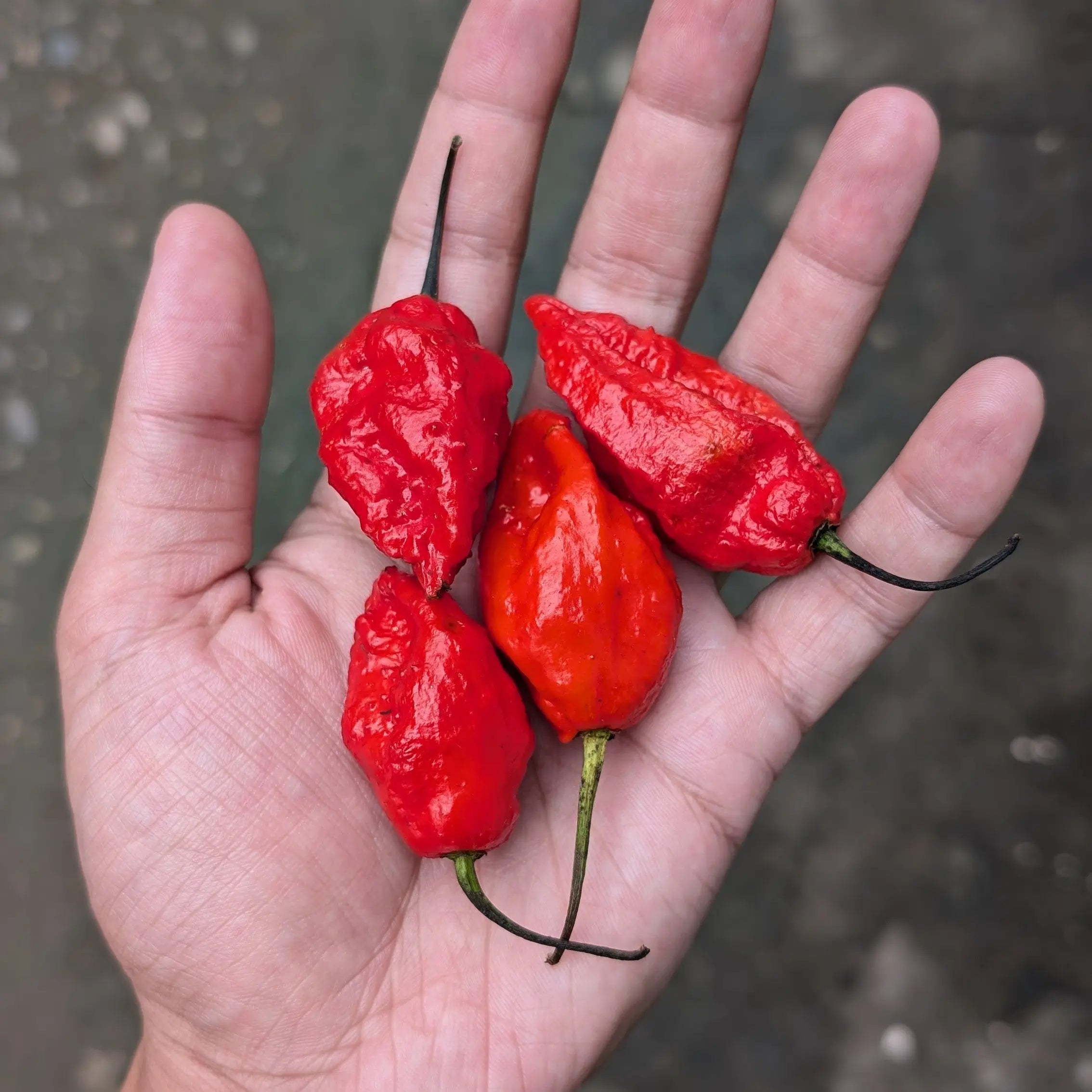 Naga Chilli Seeds Ghost Pepper Soiled naga-chilli-seeds-ghost-pepper-soiled