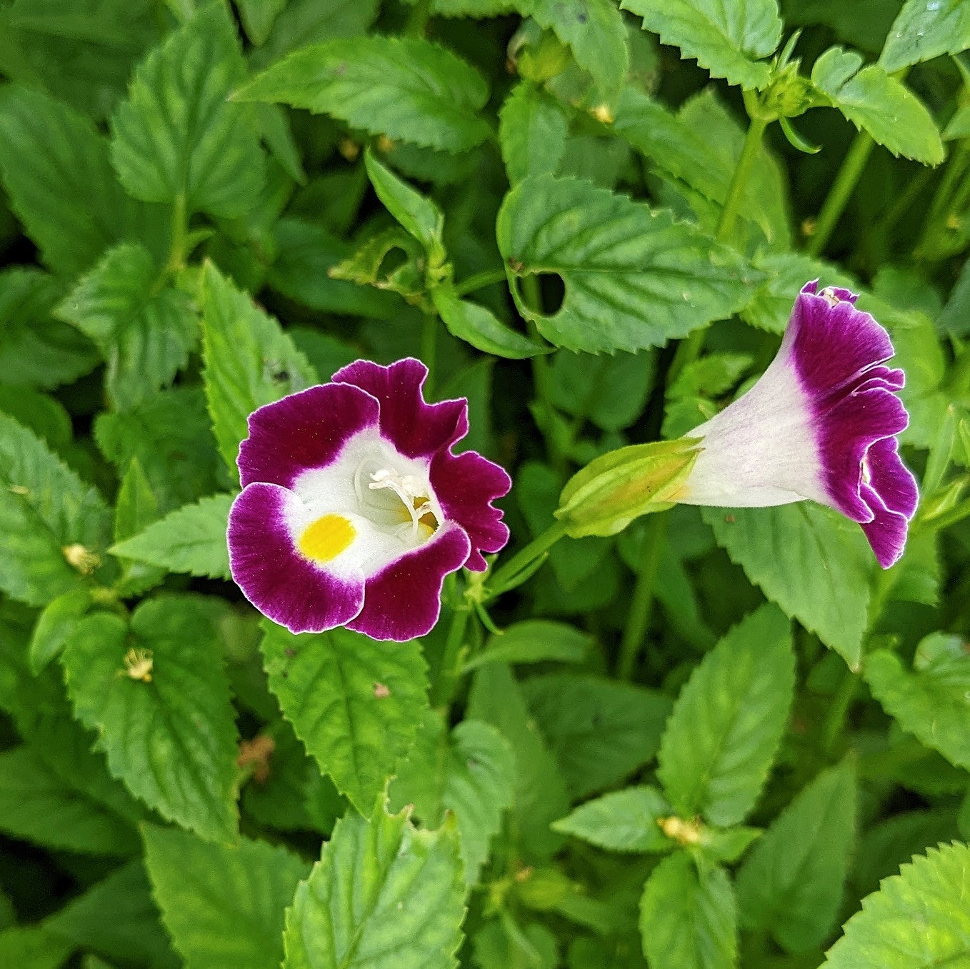 Torenia Fournieri (Wishbone Flower)