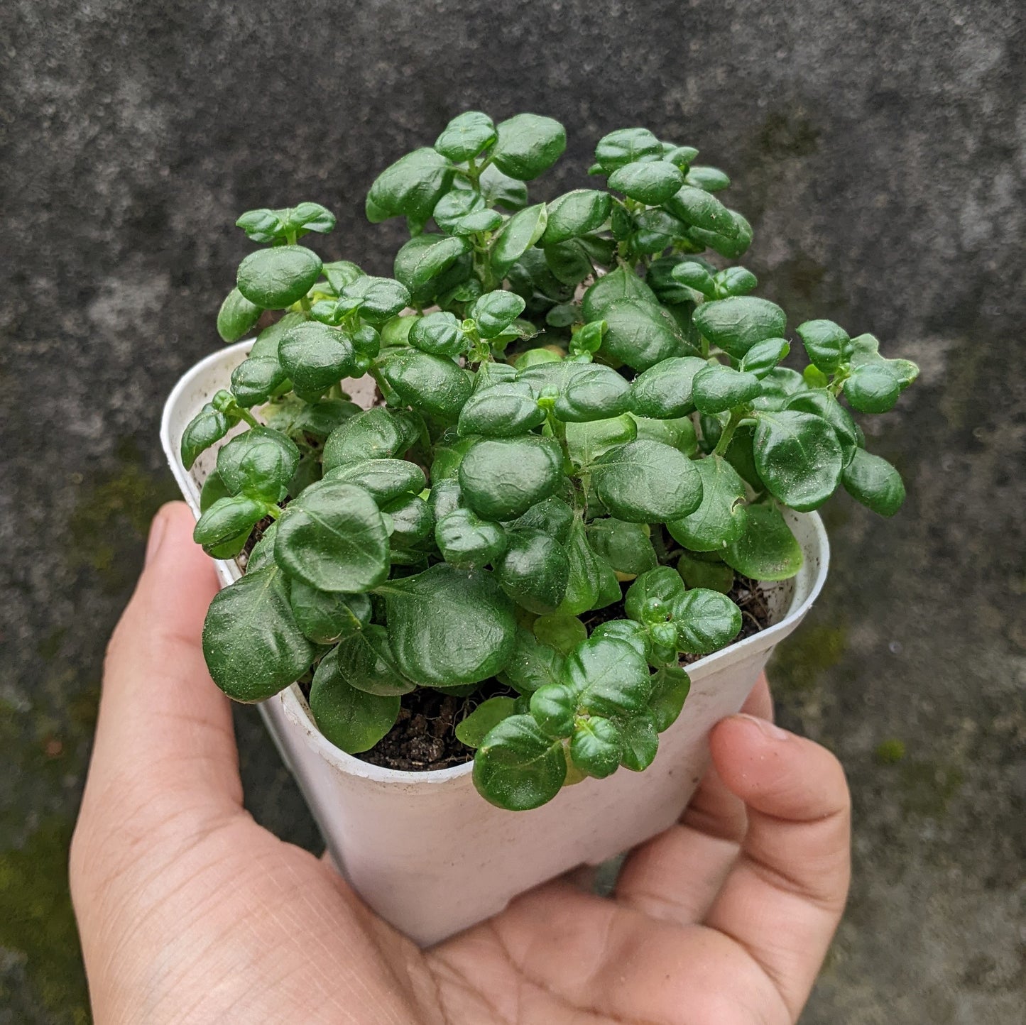 Bubble Plant