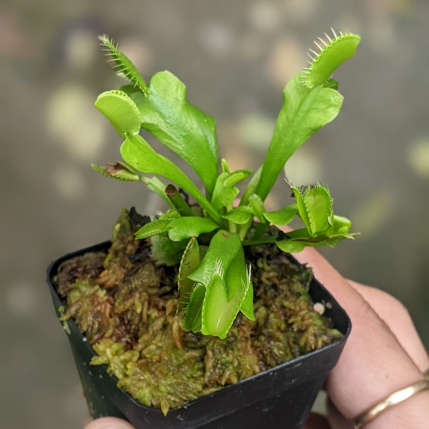 Venus Fly Trap
