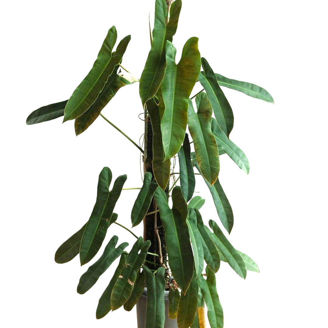 Philodendron Atabapoense - Philodendron - Soiled
