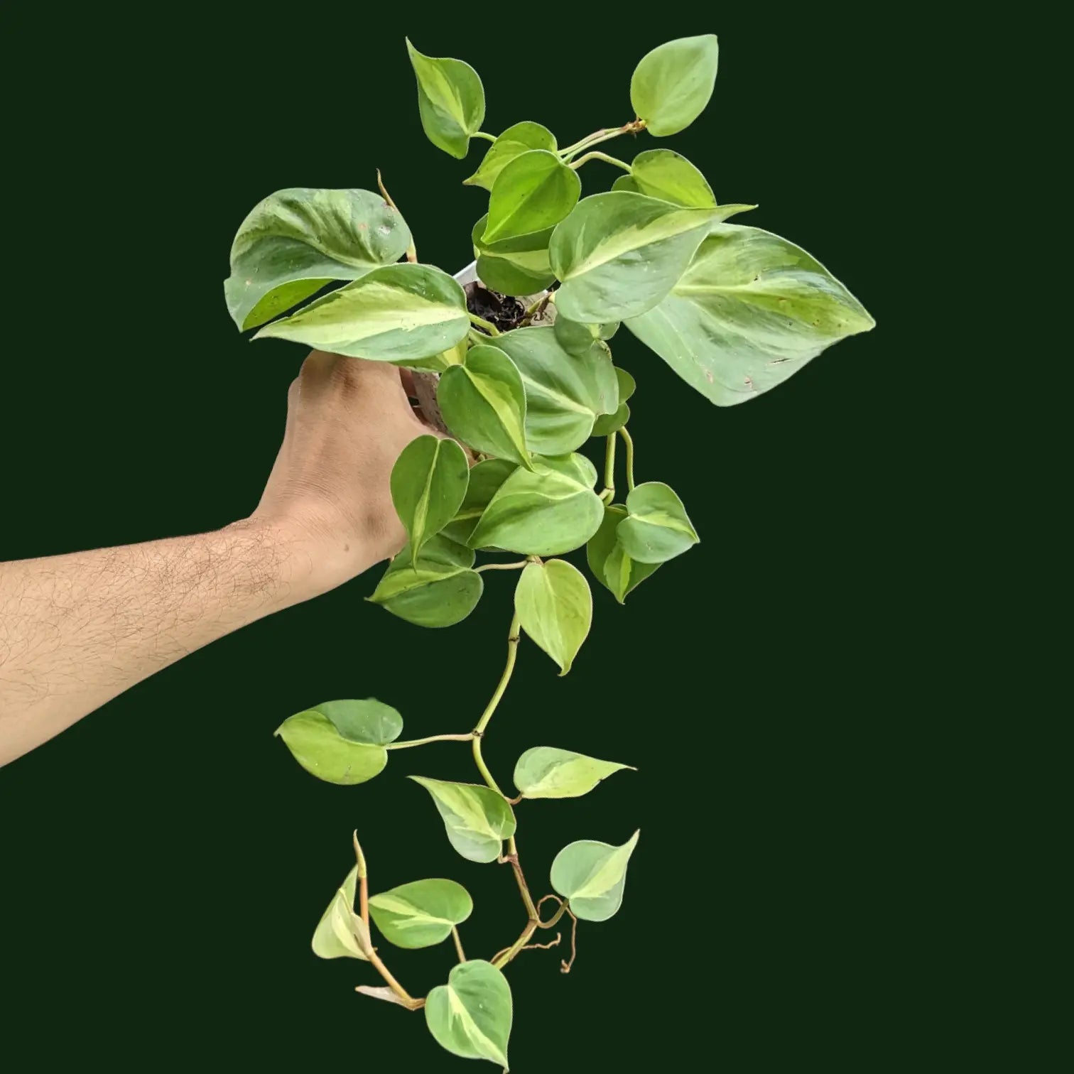 philodendron brasil online india Buy Philodendron Hederaceum 'Brasil' (Large)