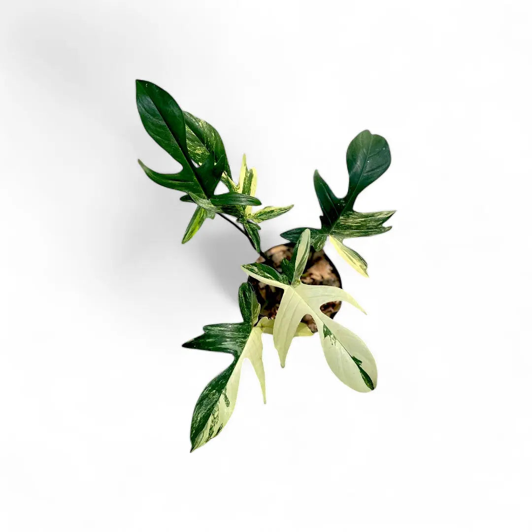 philodendron buy india Philodendron Florida Beauty