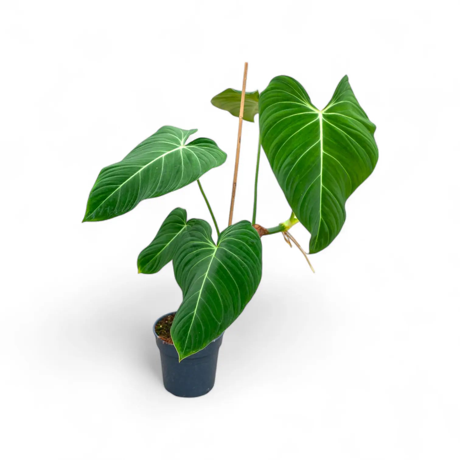 glorious jungle philodendron care Philodendron Glorious – Soiled