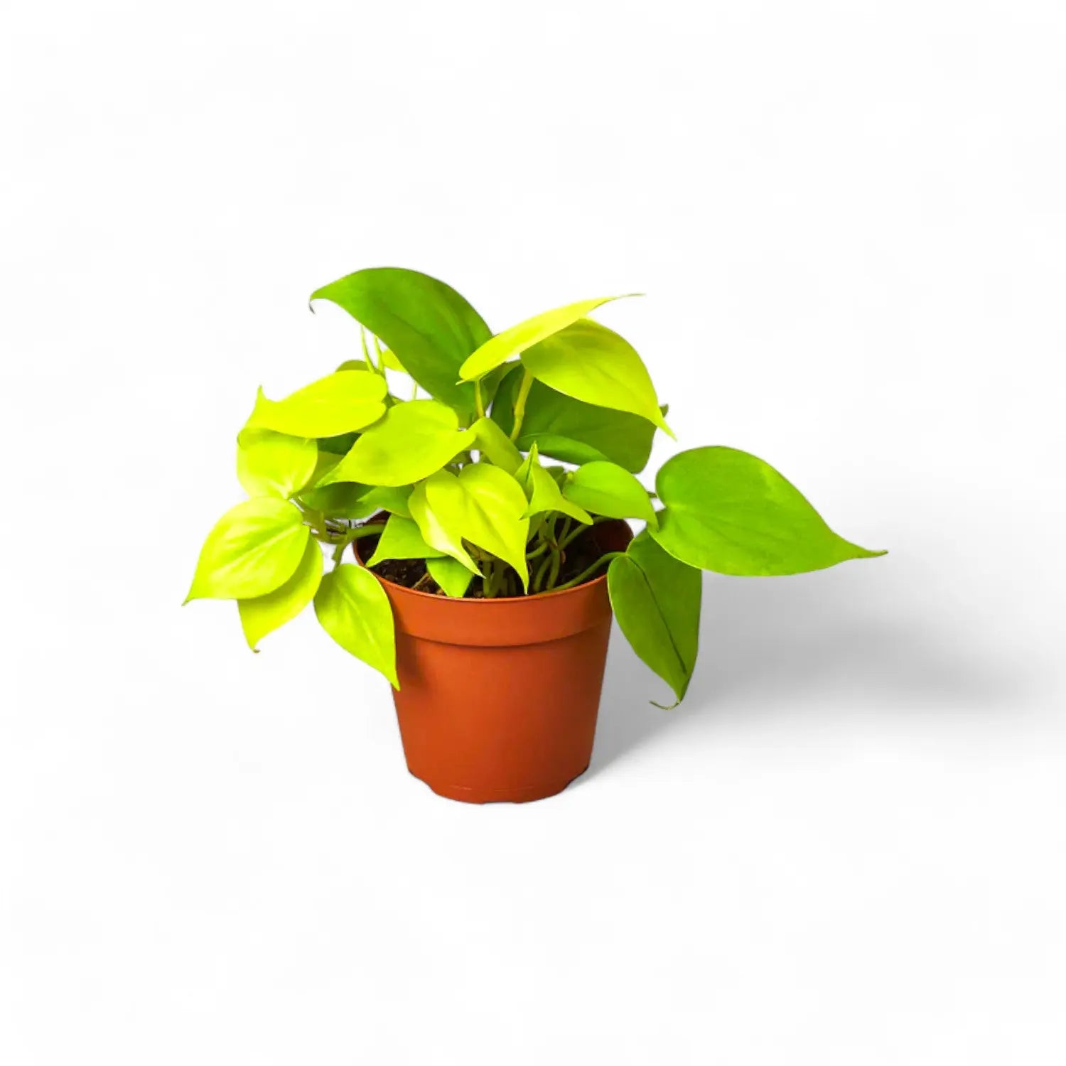 philodendron hederaceum neon Buy Philodendron Hederaceum 'Neon' (Large)