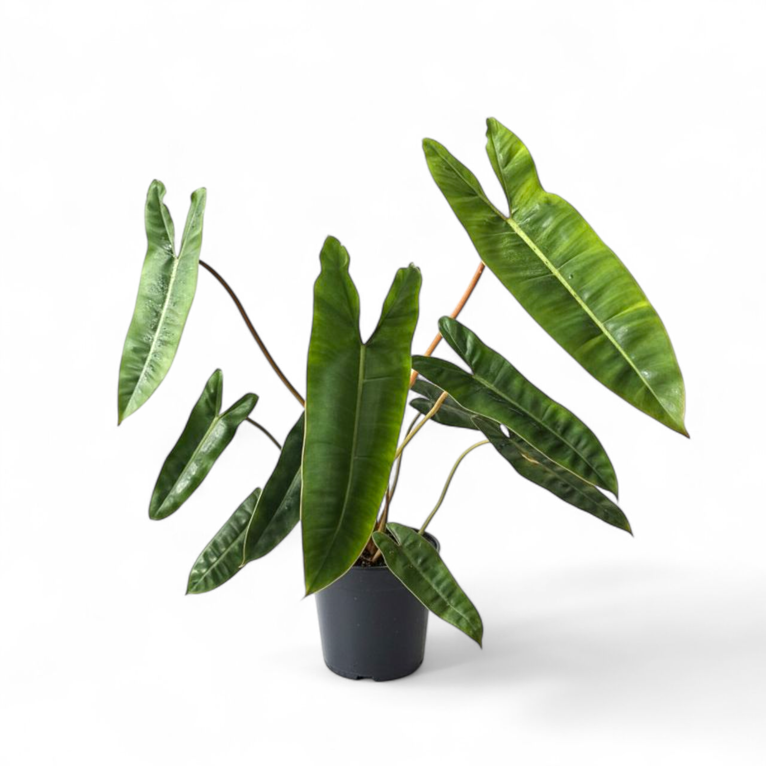 Potted plant with large green leaves on a white background