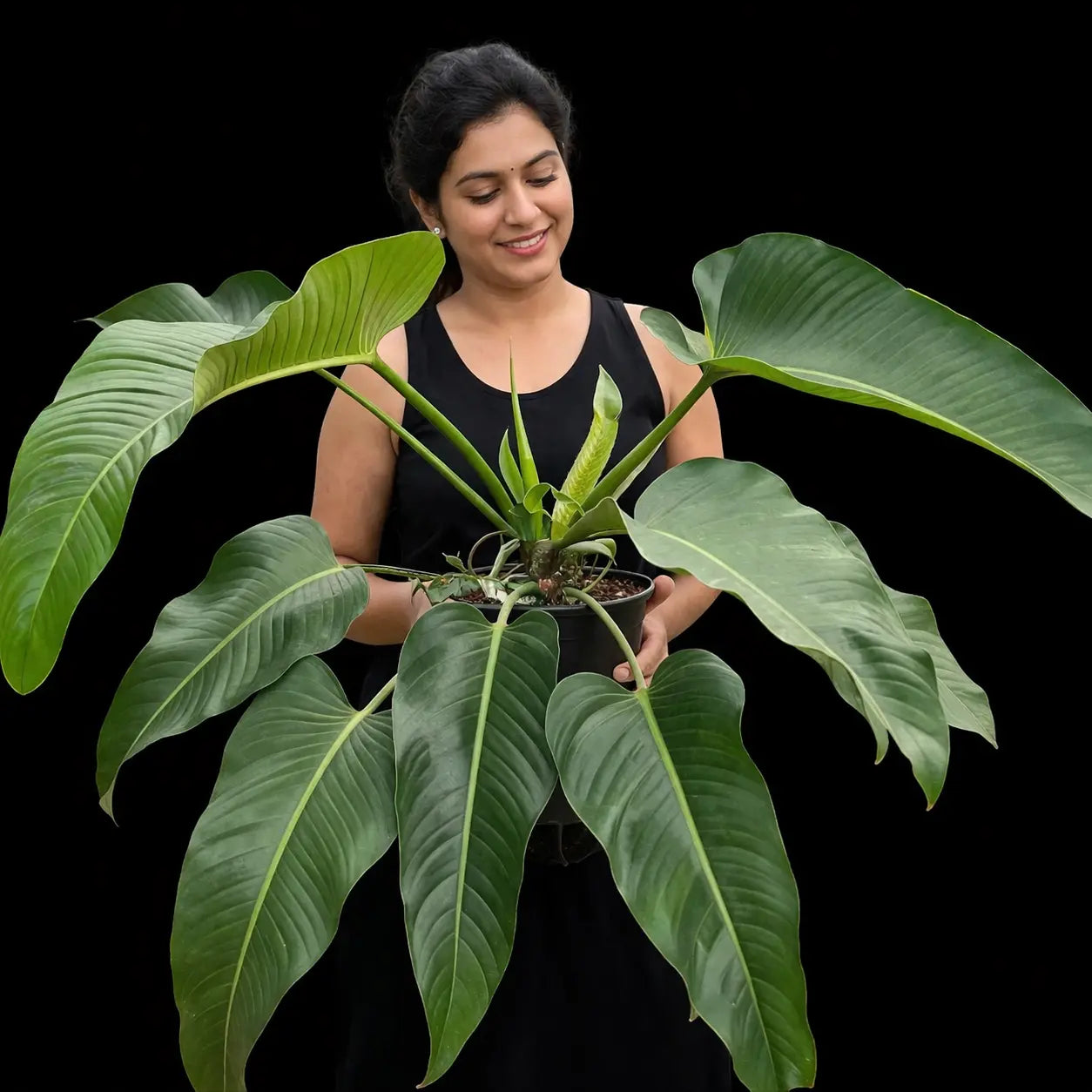 philodendron davidsonii care Philodendron Davidsonii