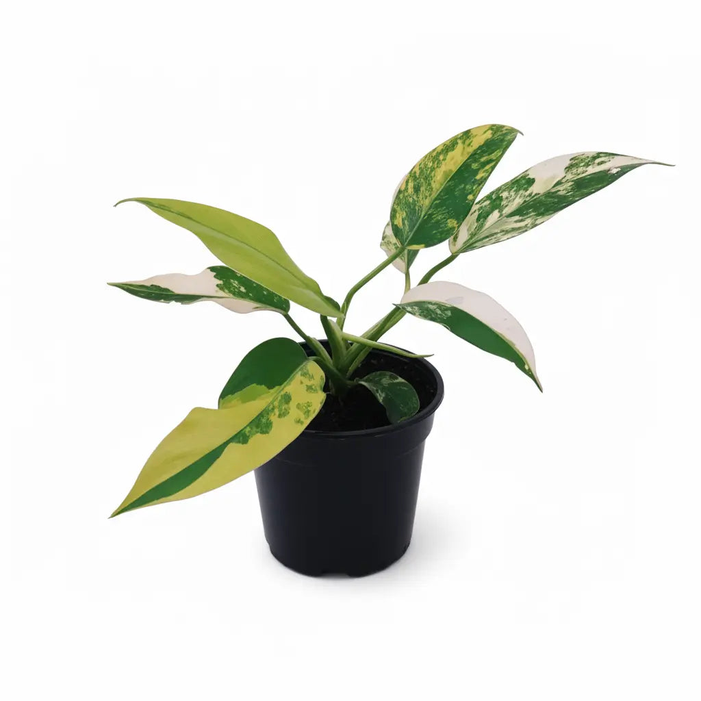 philodendron domesticum variegatum australia Philodendron Domesticum Variegata