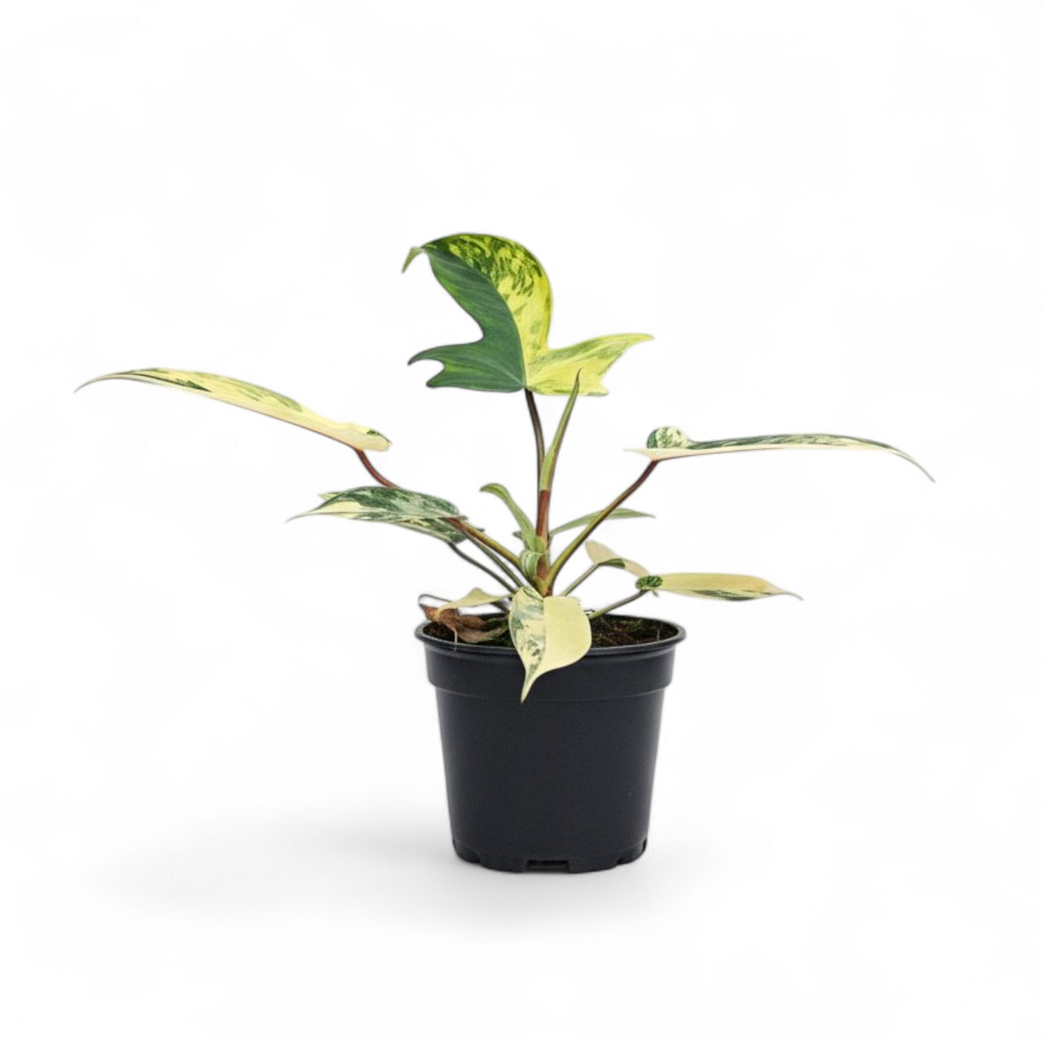 Philodendron Florida Beauty