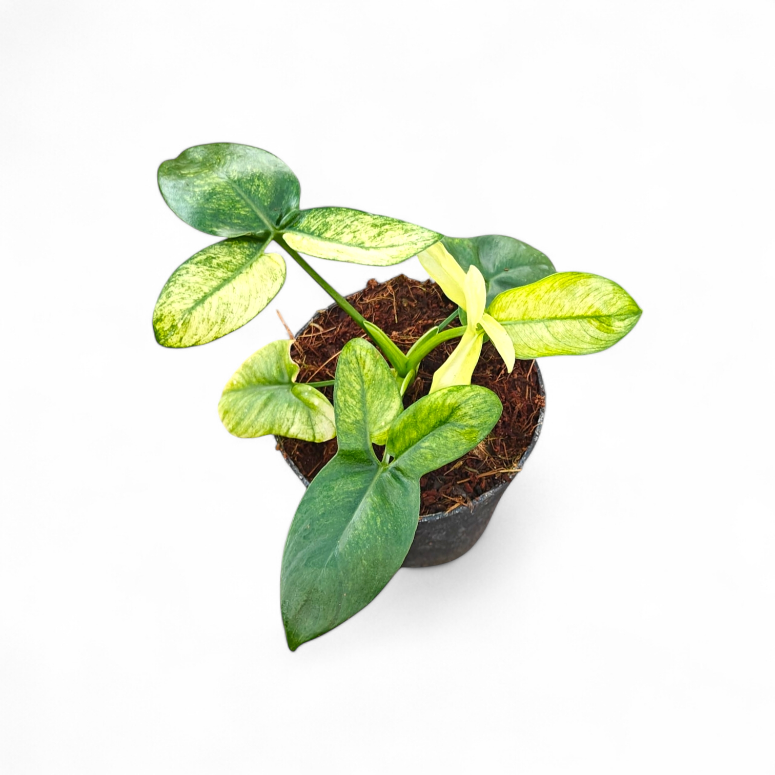philodendron goeldii variegata Philodendron Goeldii Mint Variegated (Rare Plant) – Soiled