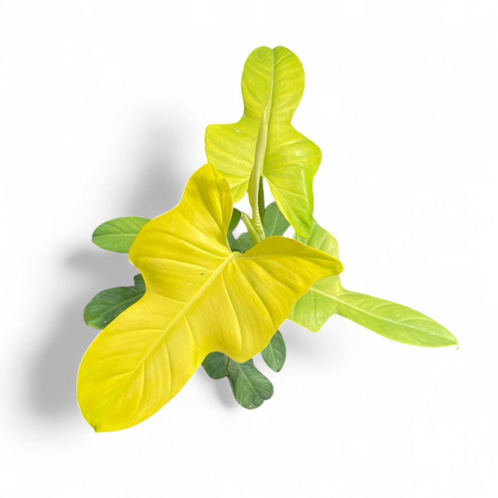 golden violin philodendron Philodendron 'Golden Violin'