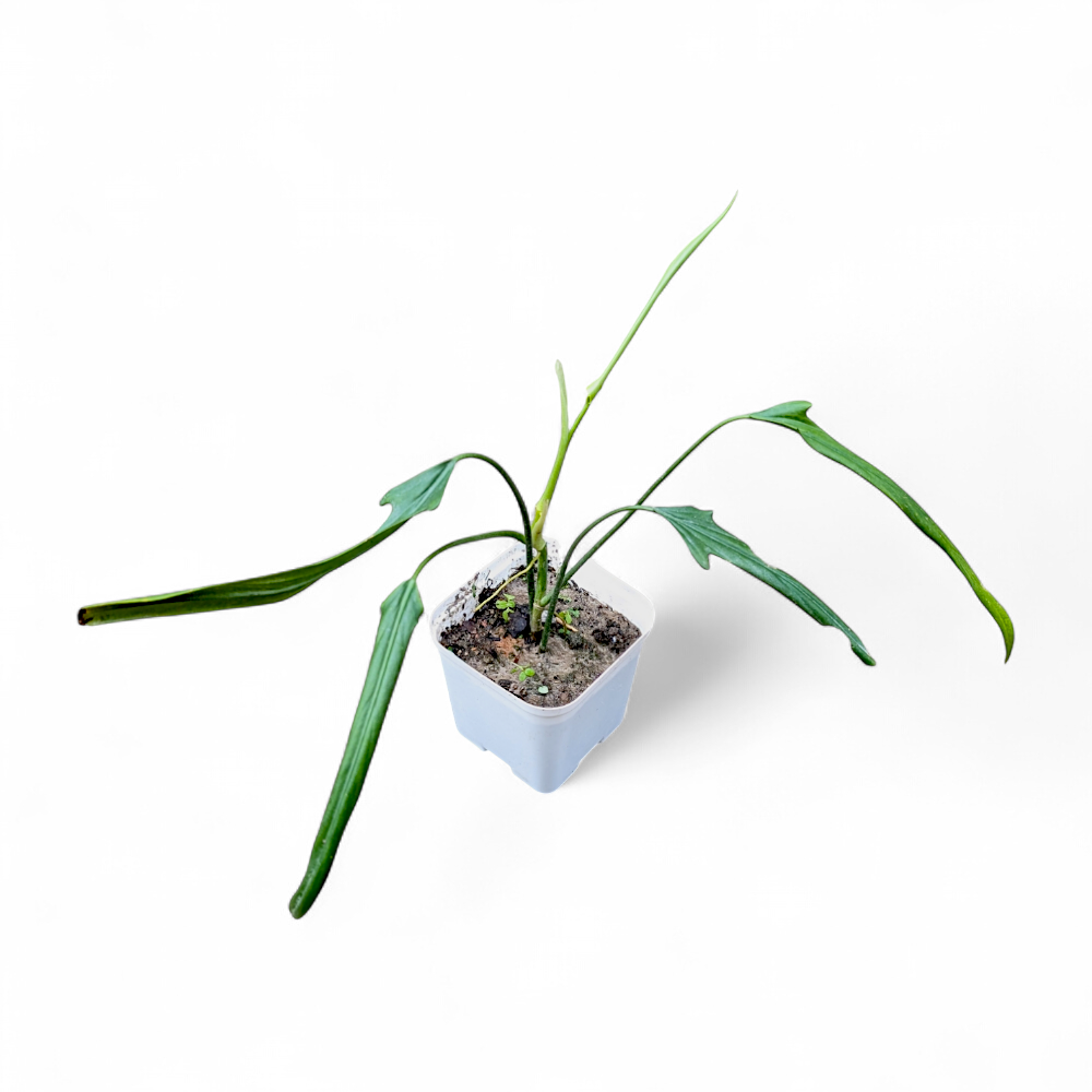 philodendron holtonianum for sale Philodendron holtonianum – Rare Climbing Aroid with Lobed Leaves