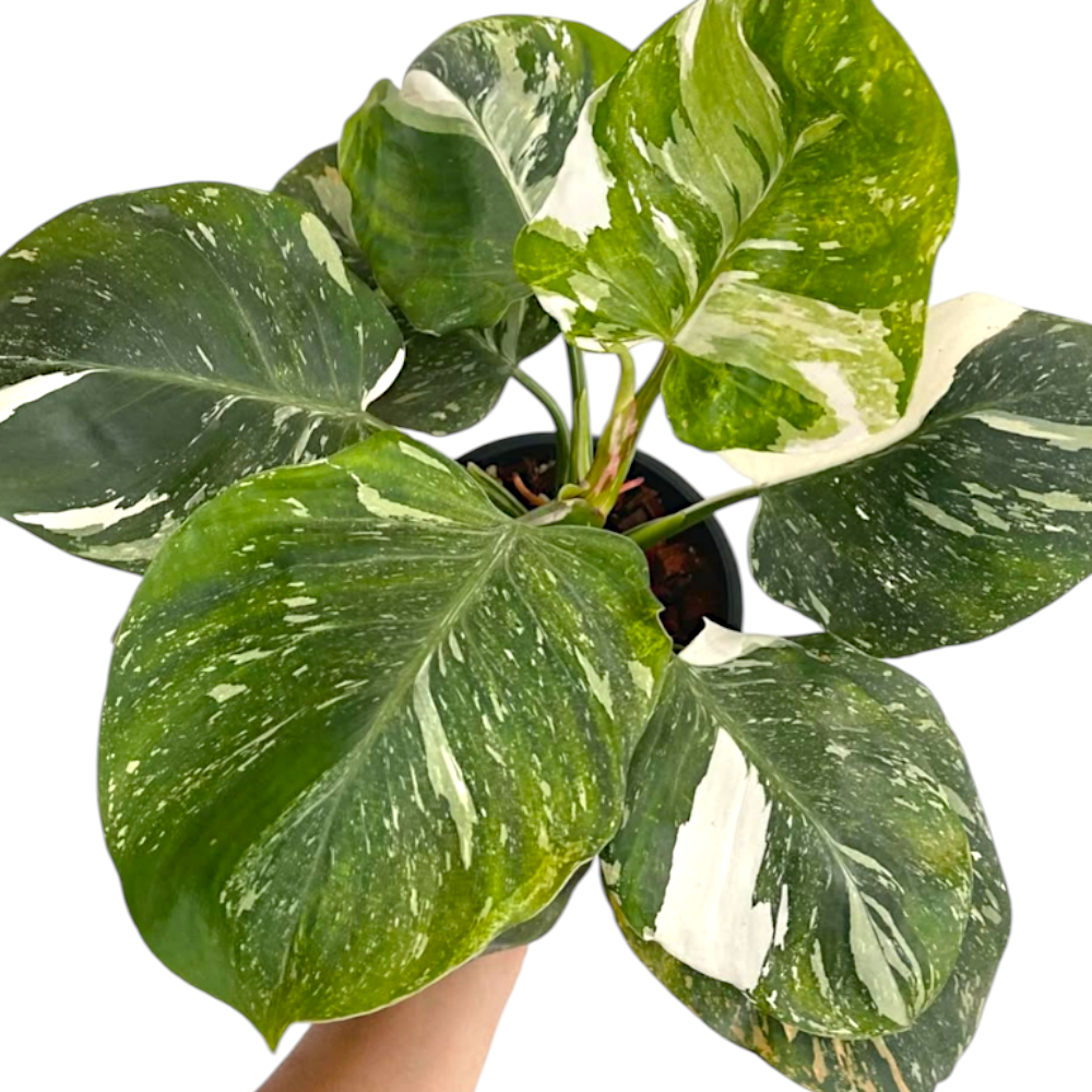 Philodendron White Wizard Marble leaf pattern in full day light with good variegation