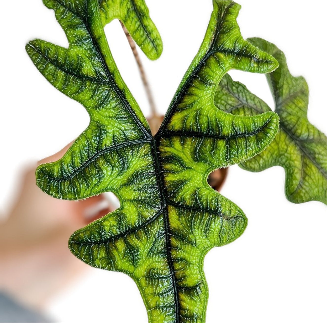 PhotoRoom-20230603_114628_2.jpg?v=1685774354