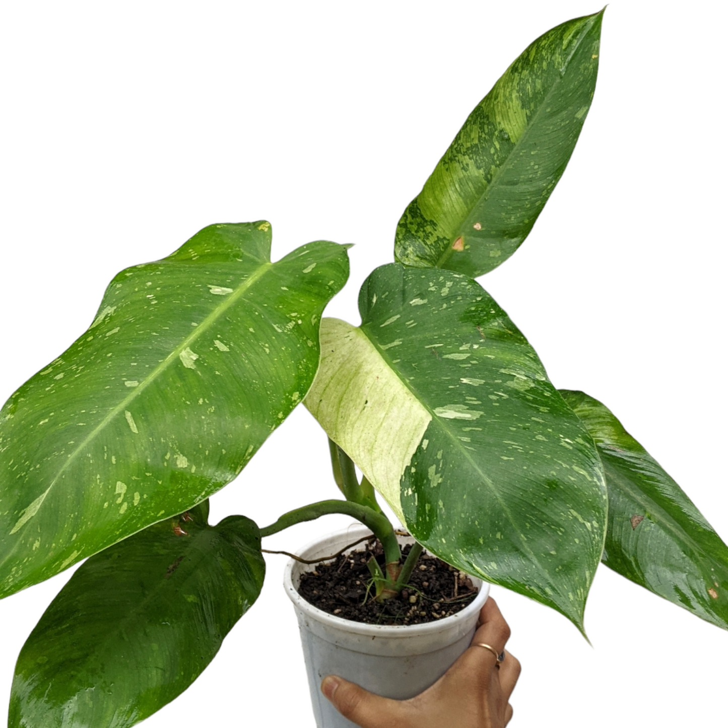 Philodendron 'Jose Buono'